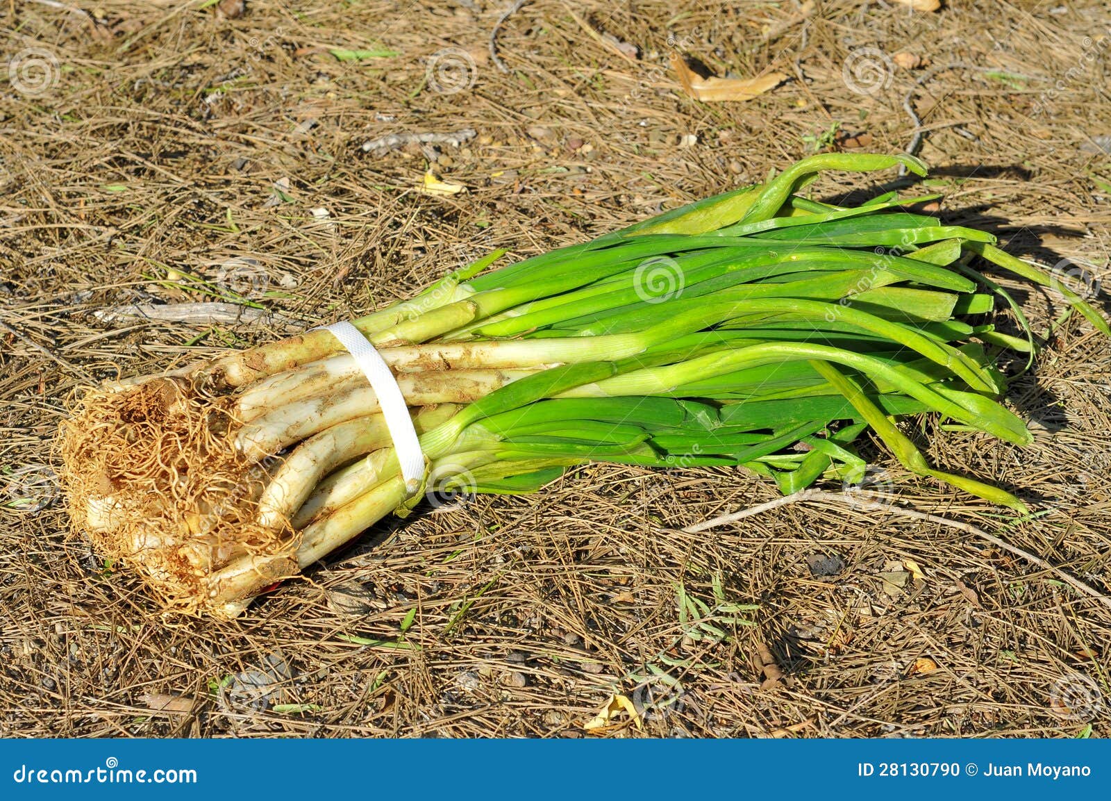 Calcots, Cebollas Dulces Catalan Foto de archivo Imagen de barbacoa