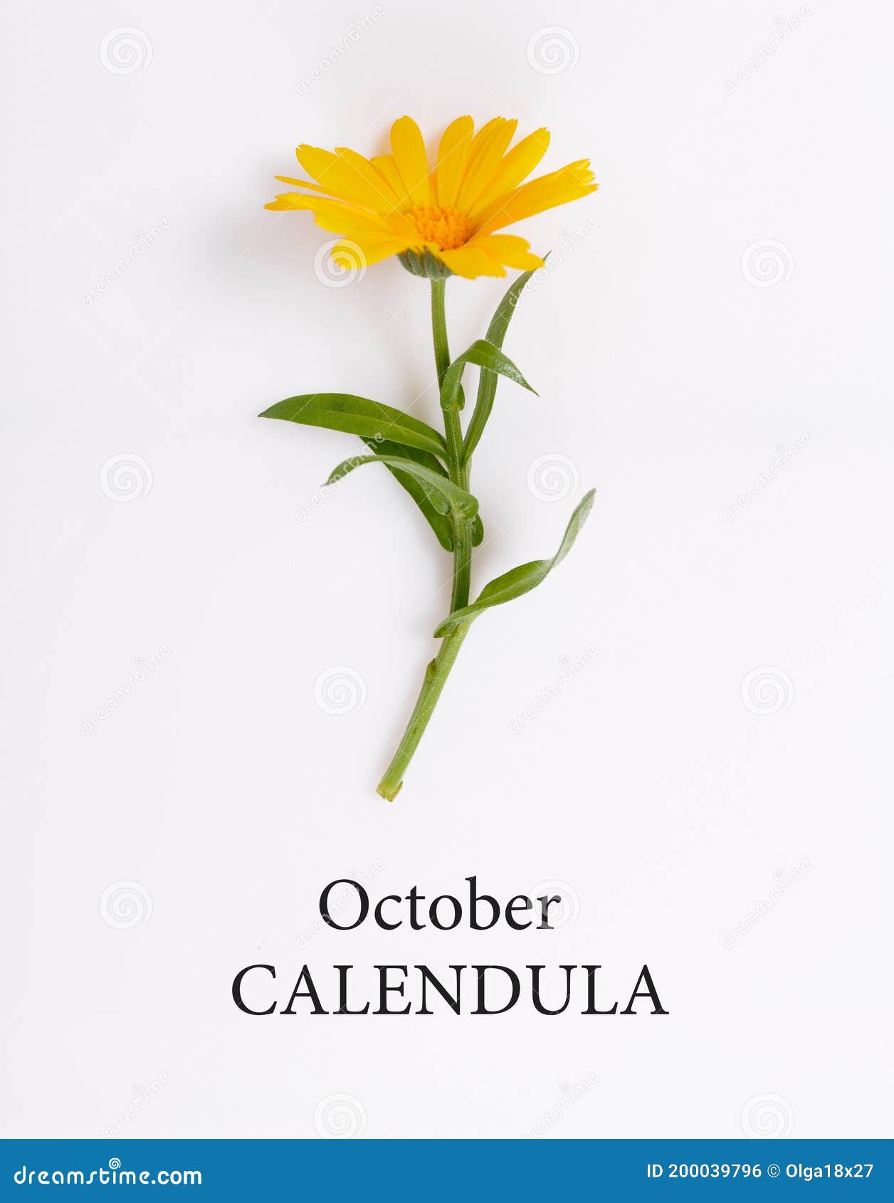 Calendário, Flor De Nascimento De Outubro Foto De Flor De Marigold Do Mês De  Nascimento Cantinho De Flores De Aniversário Foto de Stock - Imagem de  nascimento, colorido: 200039796