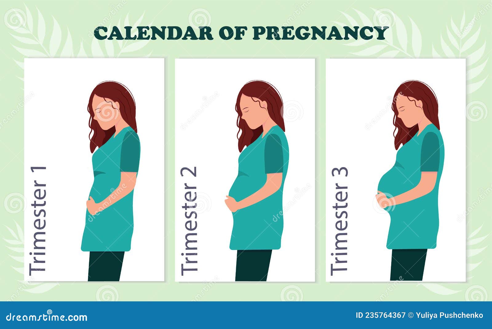 How Many Trimesters Are In A Pregnancy?