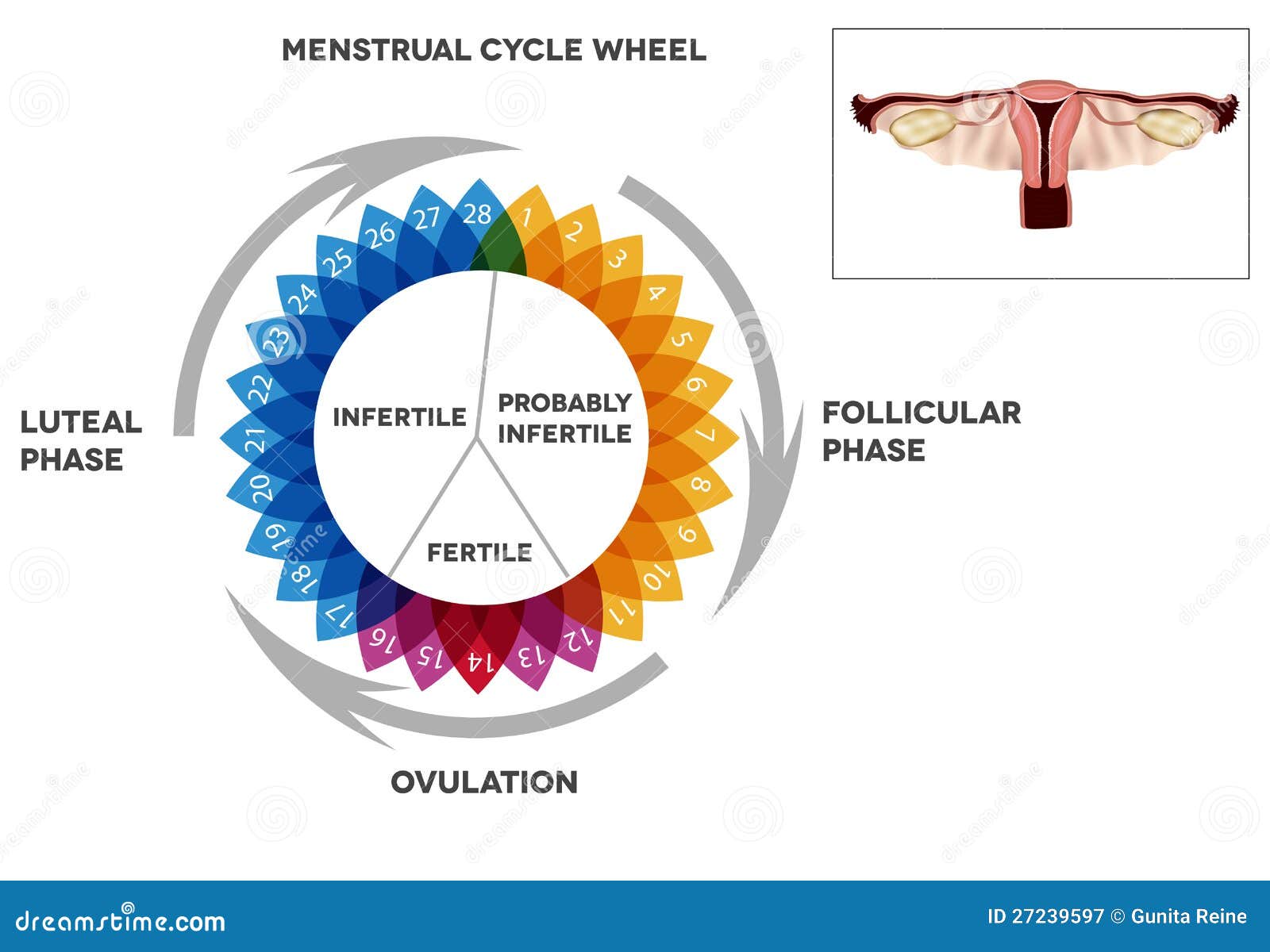 calendario ciclo mestruale