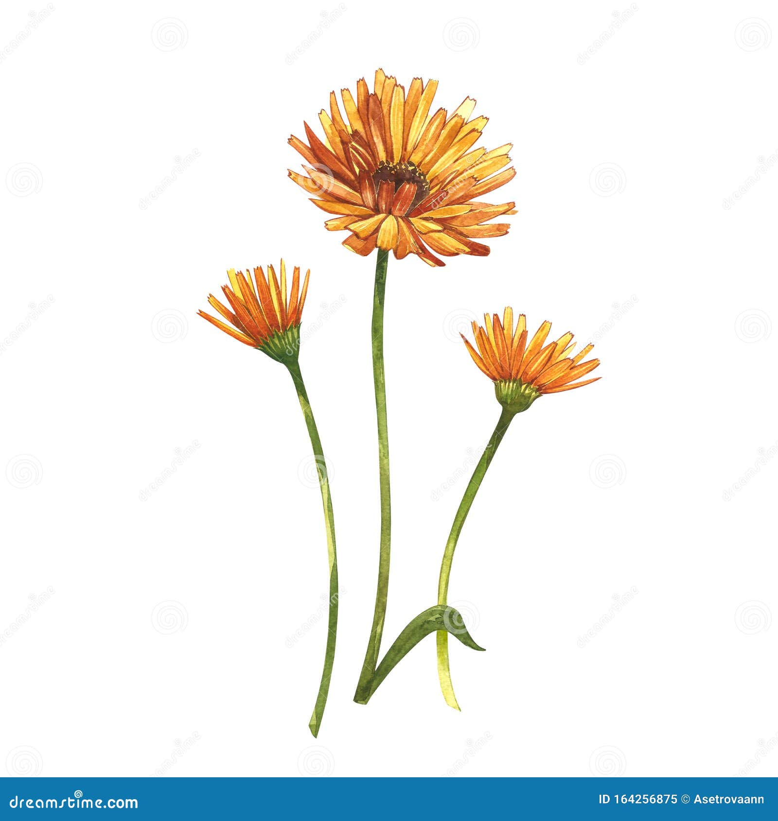 Calendula or Daisy Flower.Watercolor Botanical Illustration Stock ...