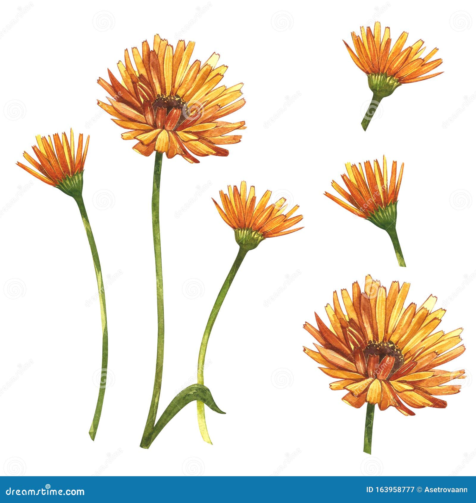 Calendula or Daisy Flower.Watercolor Botanical Illustration Stock ...