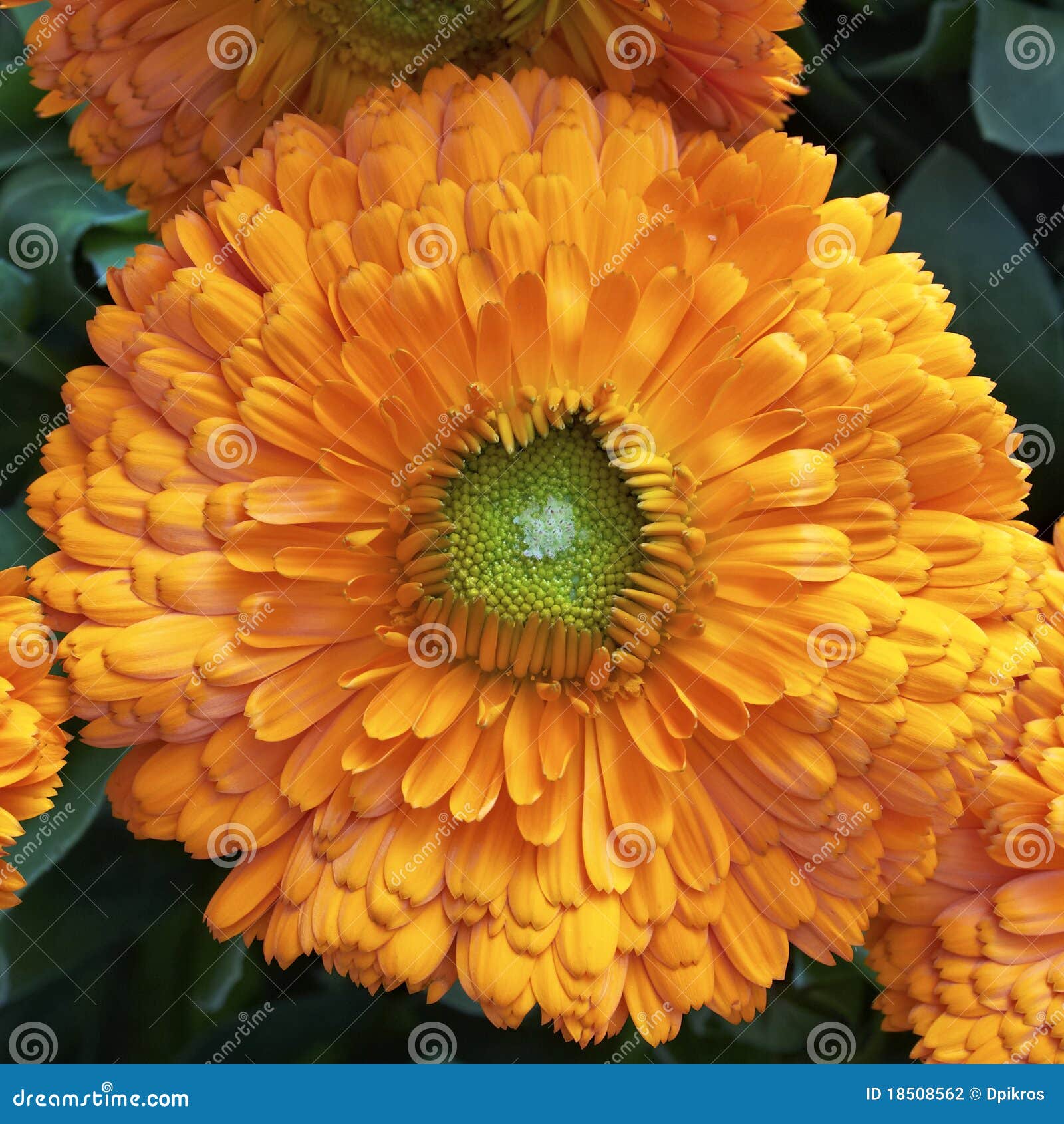 Calendula flower closeup stock photo. Image of perfection 18508562
