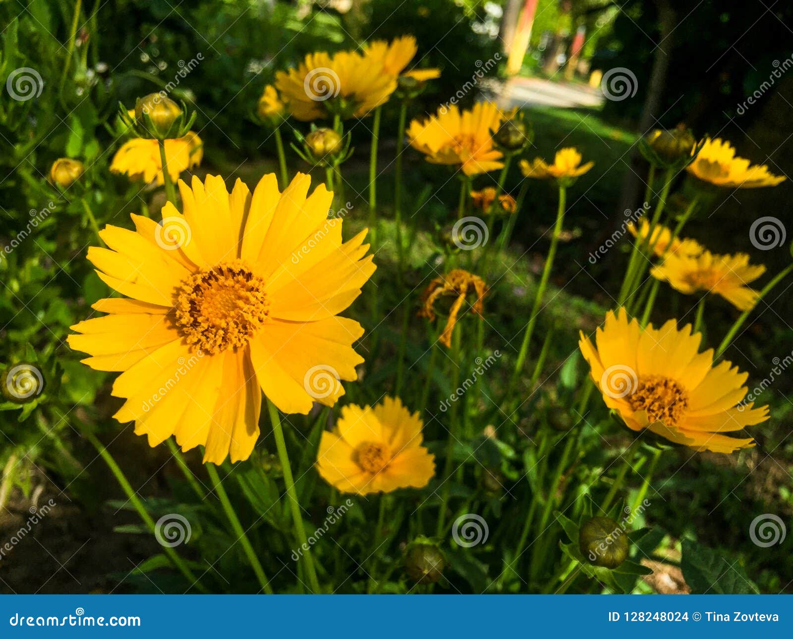 Calendula flowers stock photo. Image of stem, petal 128248024