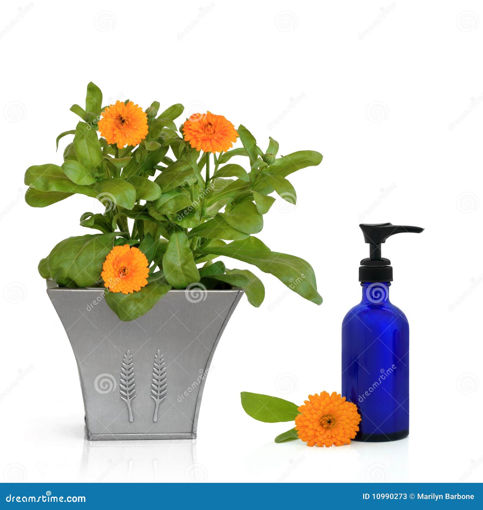 Calendula Flowers and Hand Cream Stock Image Image of alternative