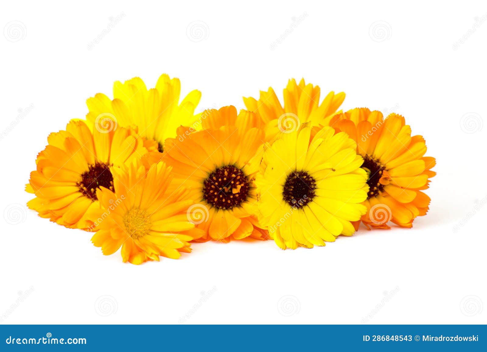 Calendula Flowers Isolated on White Stock Image Image of flower