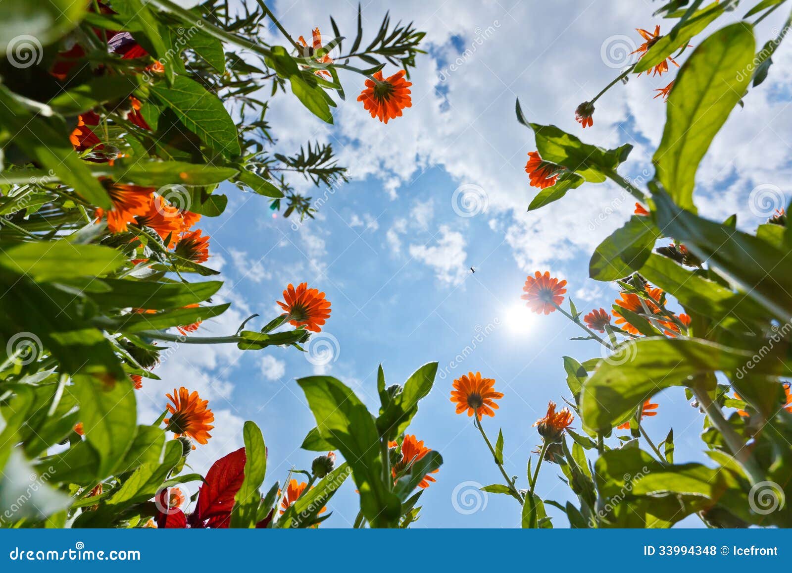 Calendula flowers and sky stock photo. Image of flower 33994348