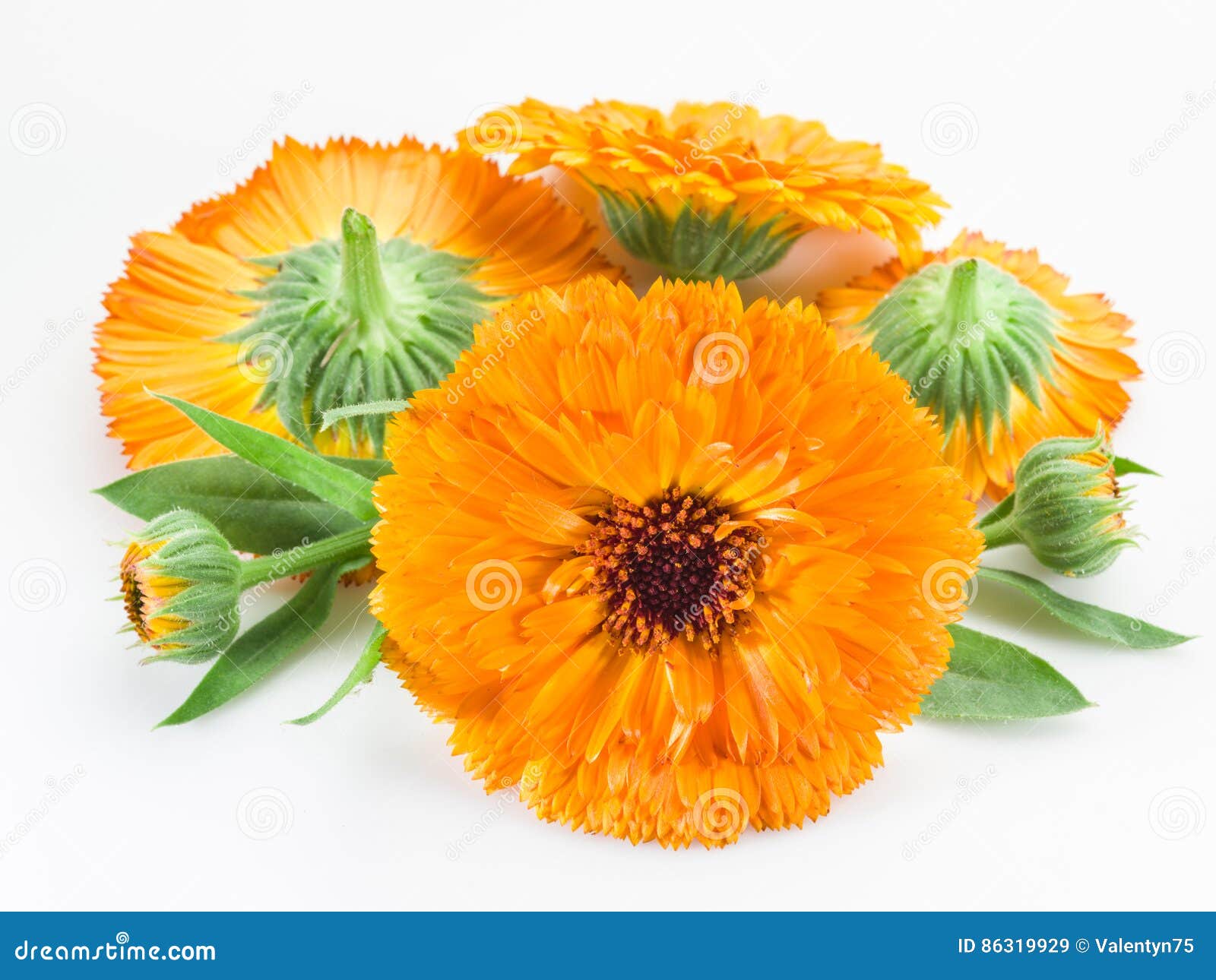 Calendula flowers. stock image. Image of closeup, ingredient 86319929
