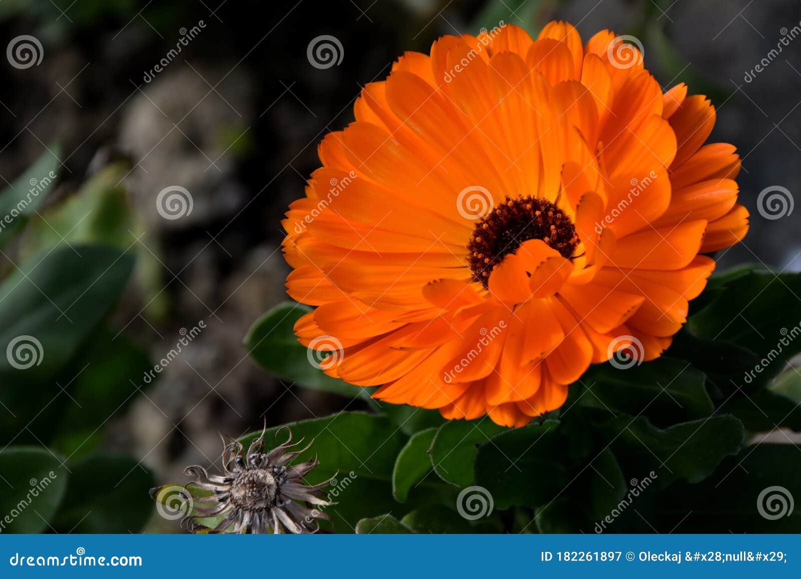 bright orange flower.