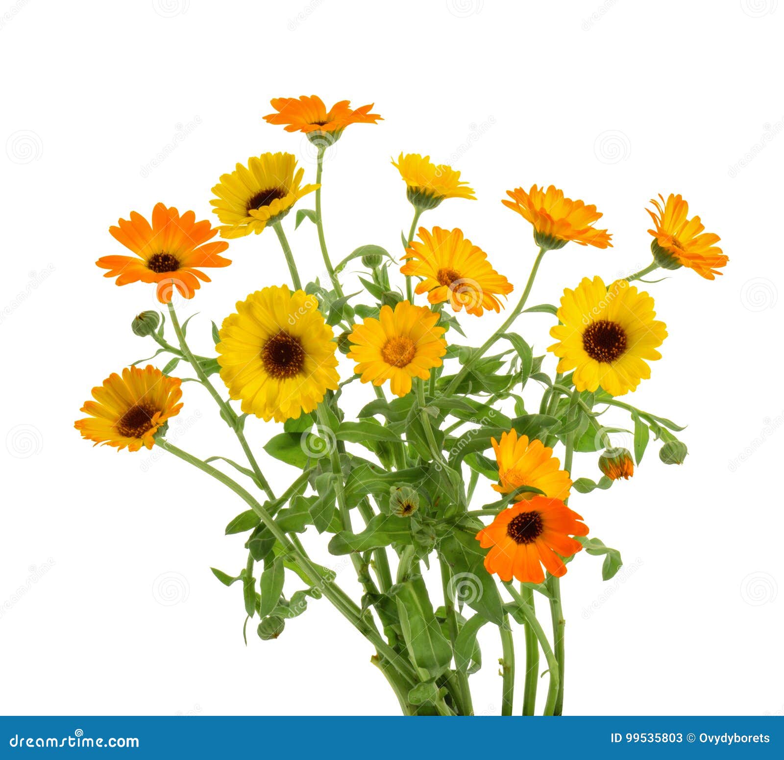 calendula. marigold flowers with leaves  on white