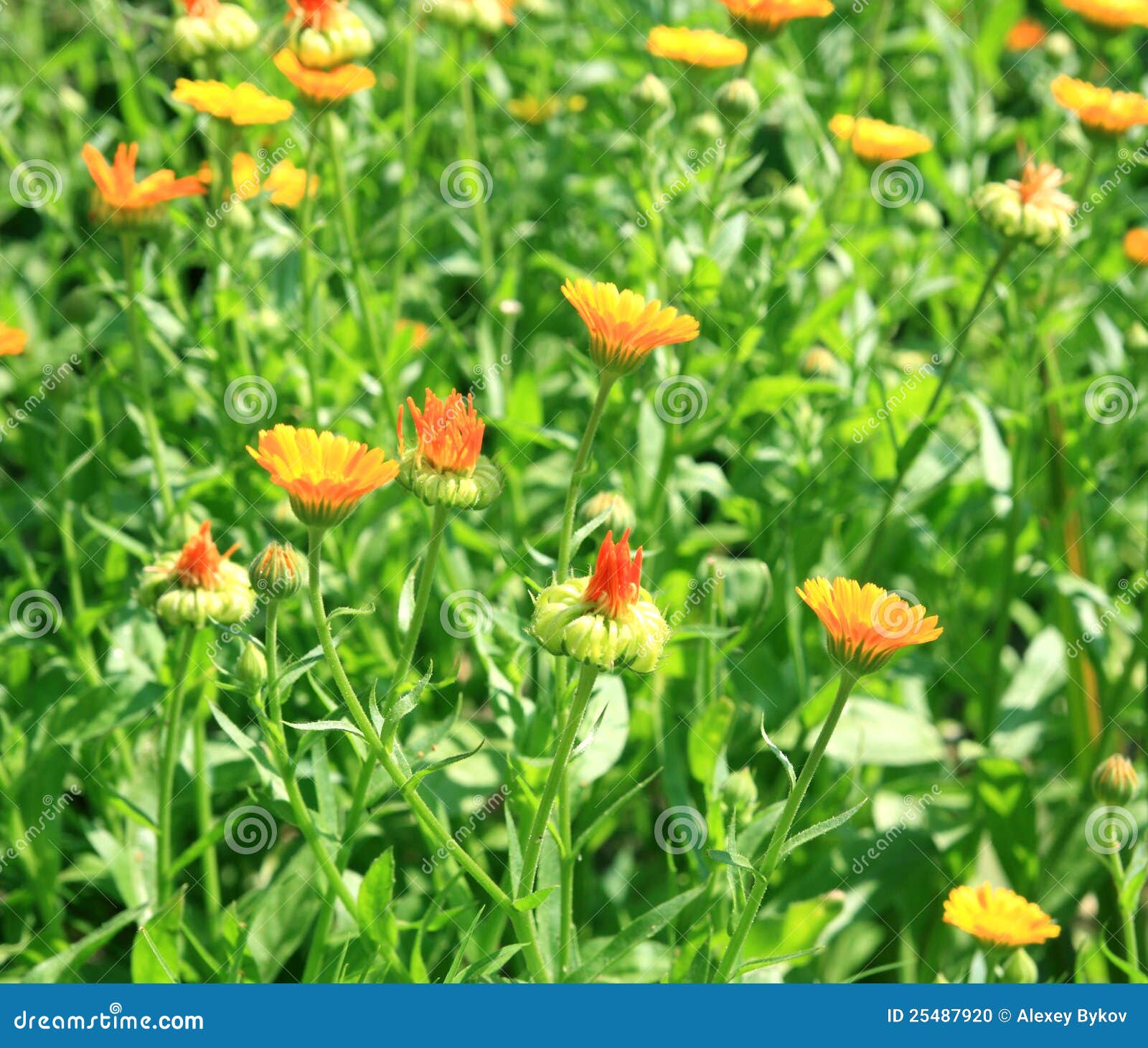 Calendula(Marigolds) Flowers. Stock Photo Image of field, plant 25487920