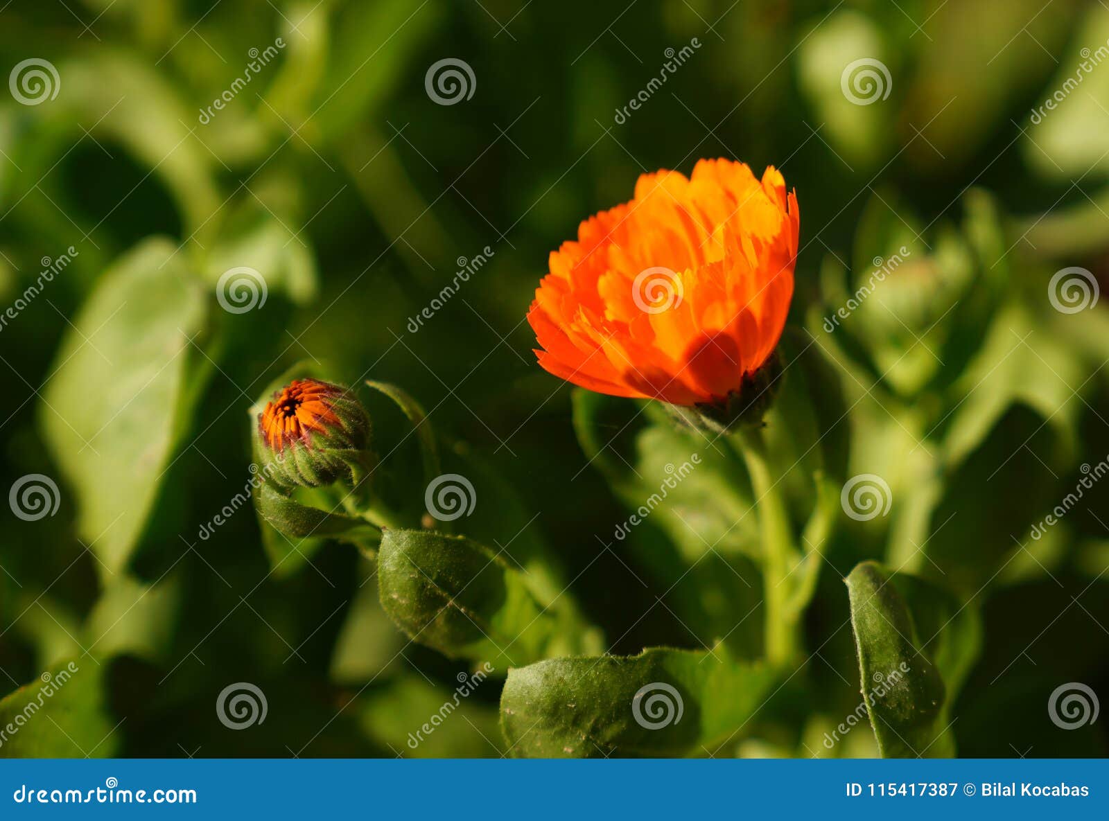 Calendula Officinalis Marigold Flower And Bud With Leaf In Garden And Blurred Background Stock Image Image Of Flower Herb 115417387