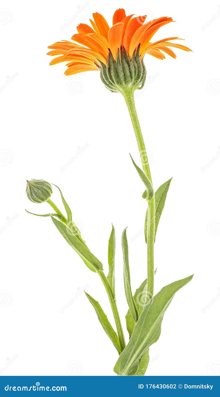 Calendula Officinalis. Marigold Flower with Buds on White Background ...