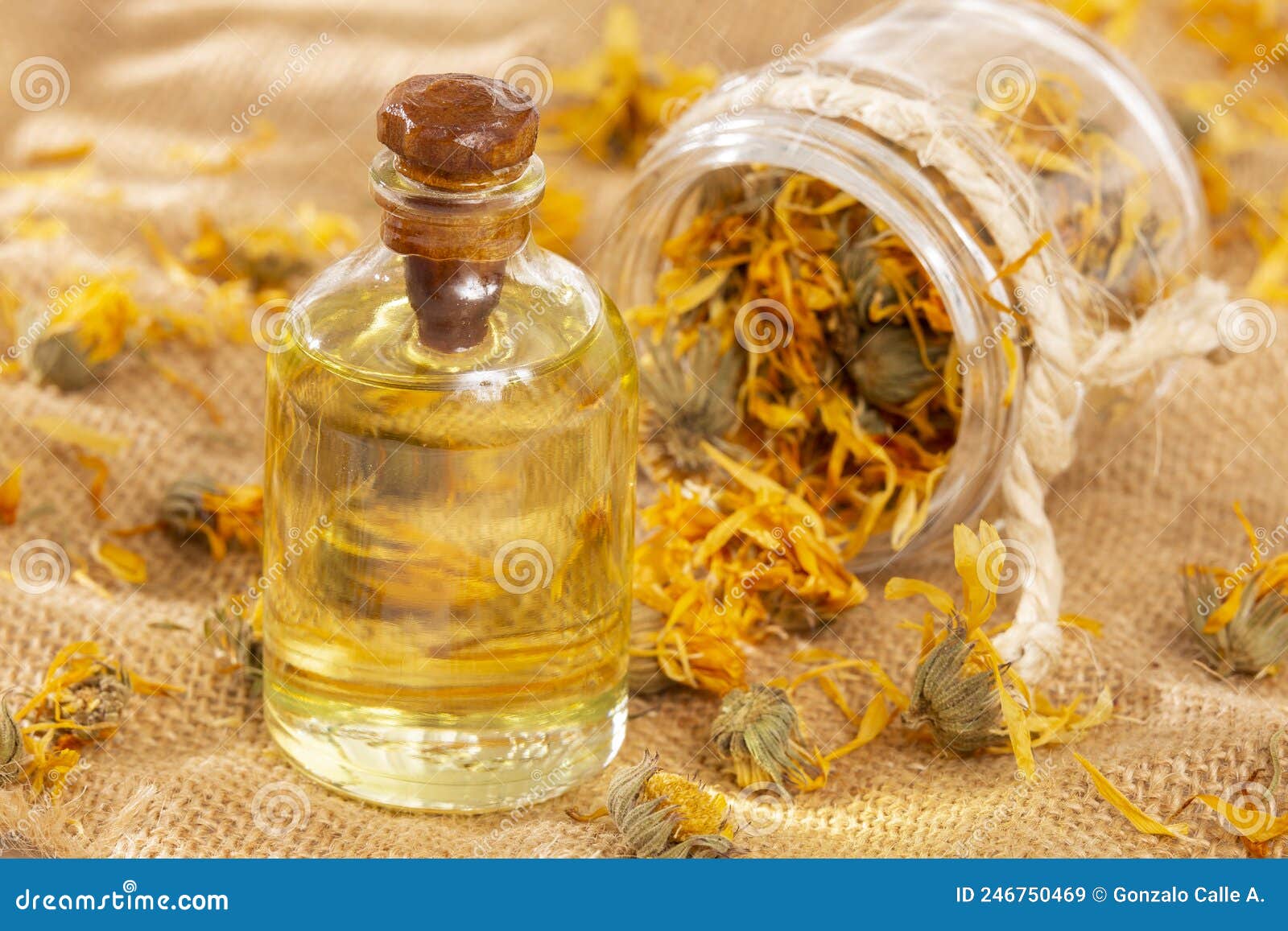 calendula officinalis - calendula oil in a glass bottle