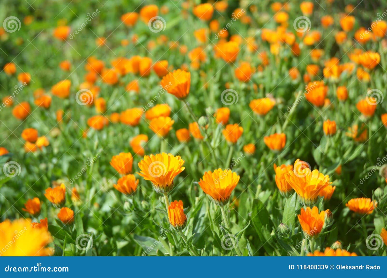calendula officinalis or pot marigold, common marigold, scotch marigold, ruddles, pot marigold.