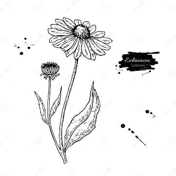 Calendula Vector Drawing. Isolated Medical Flower and Leaves. Herbal ...