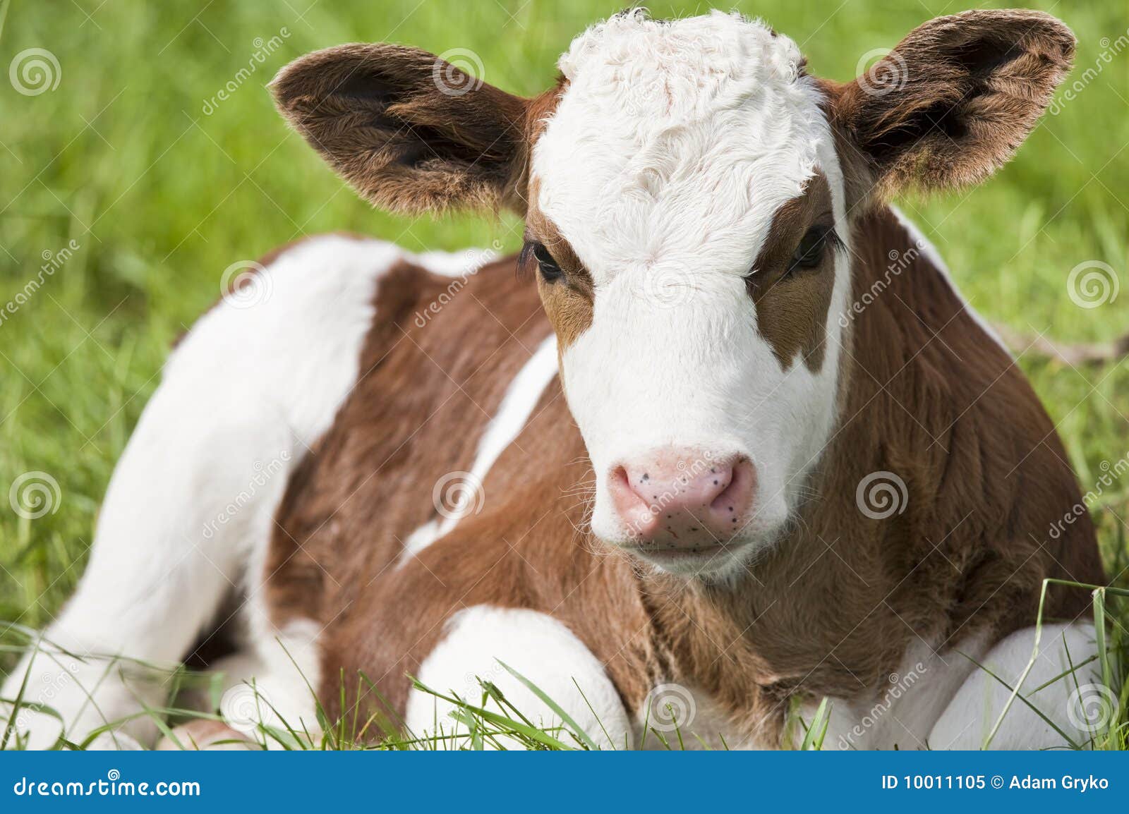 Calf stock image. Image of white, outdoor, pasture, field 10011105