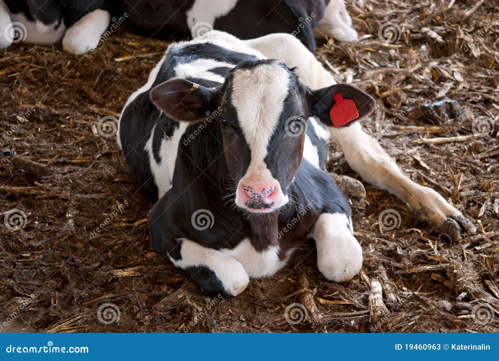 Calf stock image. Image of barley, beef, calf, color - 19460963, image size:1600x1157