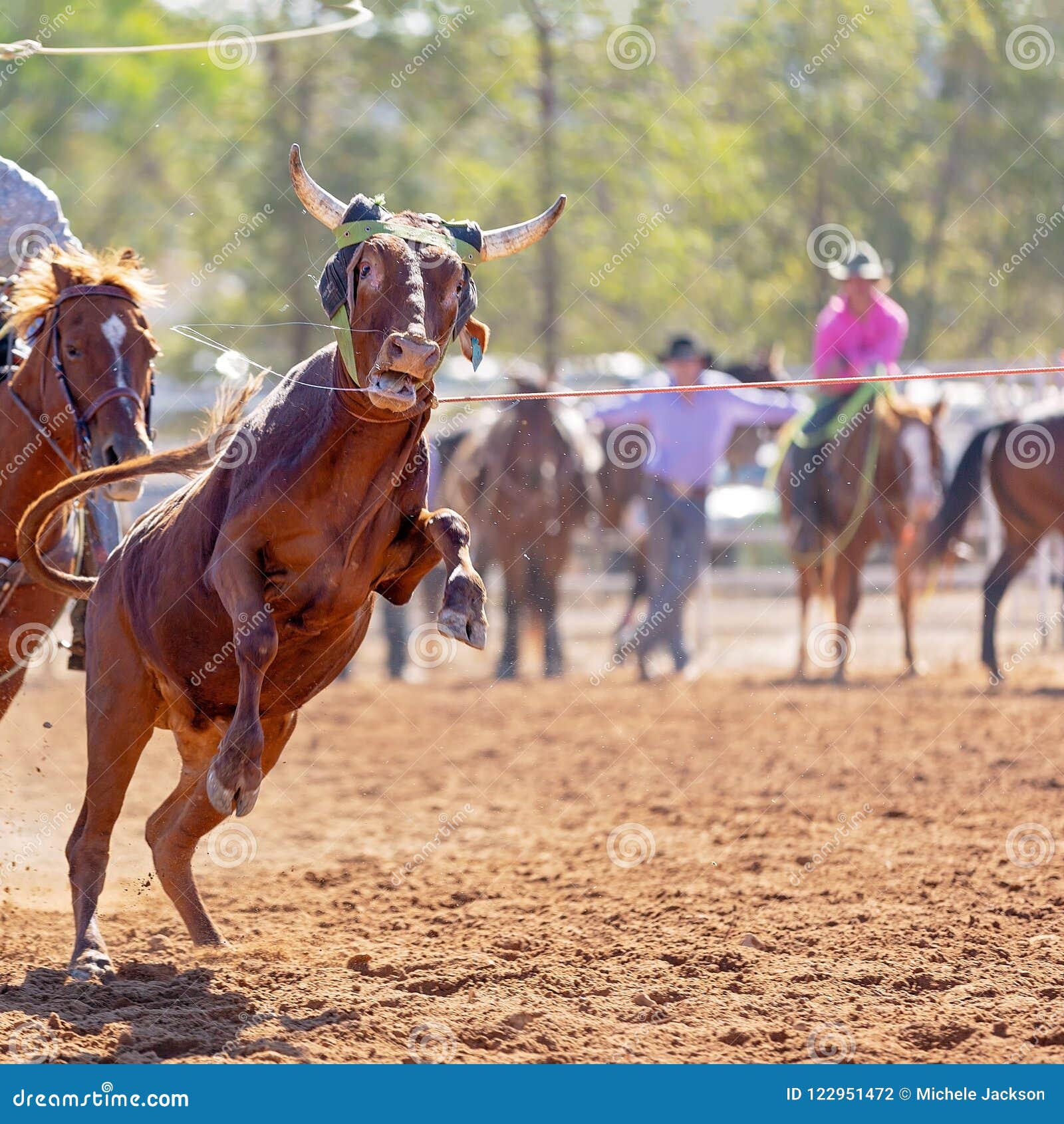 Australian Team Calf Roping Rodeo Event Stock Photo Image of lassoing Australian Team Calf Roping Rodeo Event Stock Photo Image of lassoing