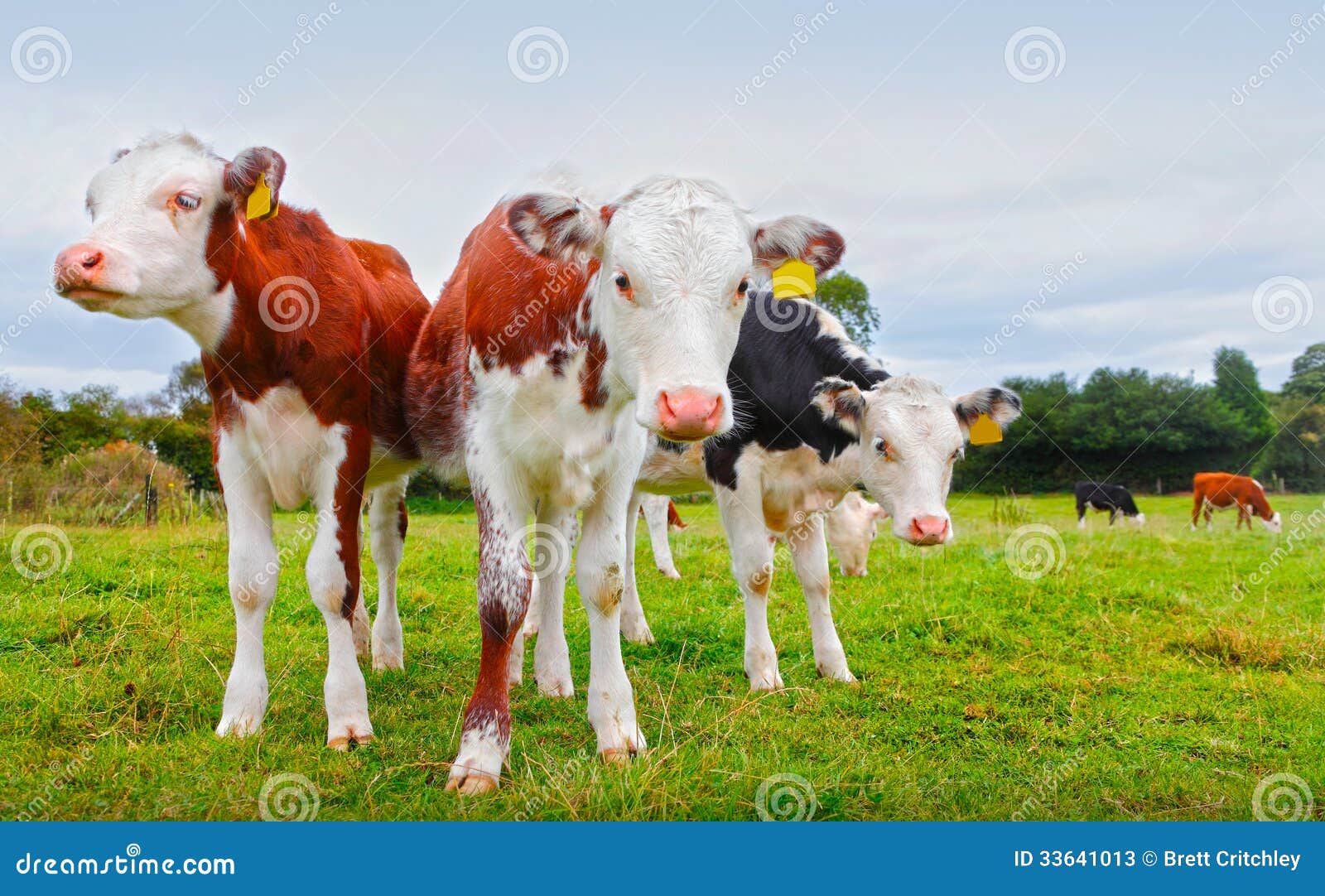 calf cows