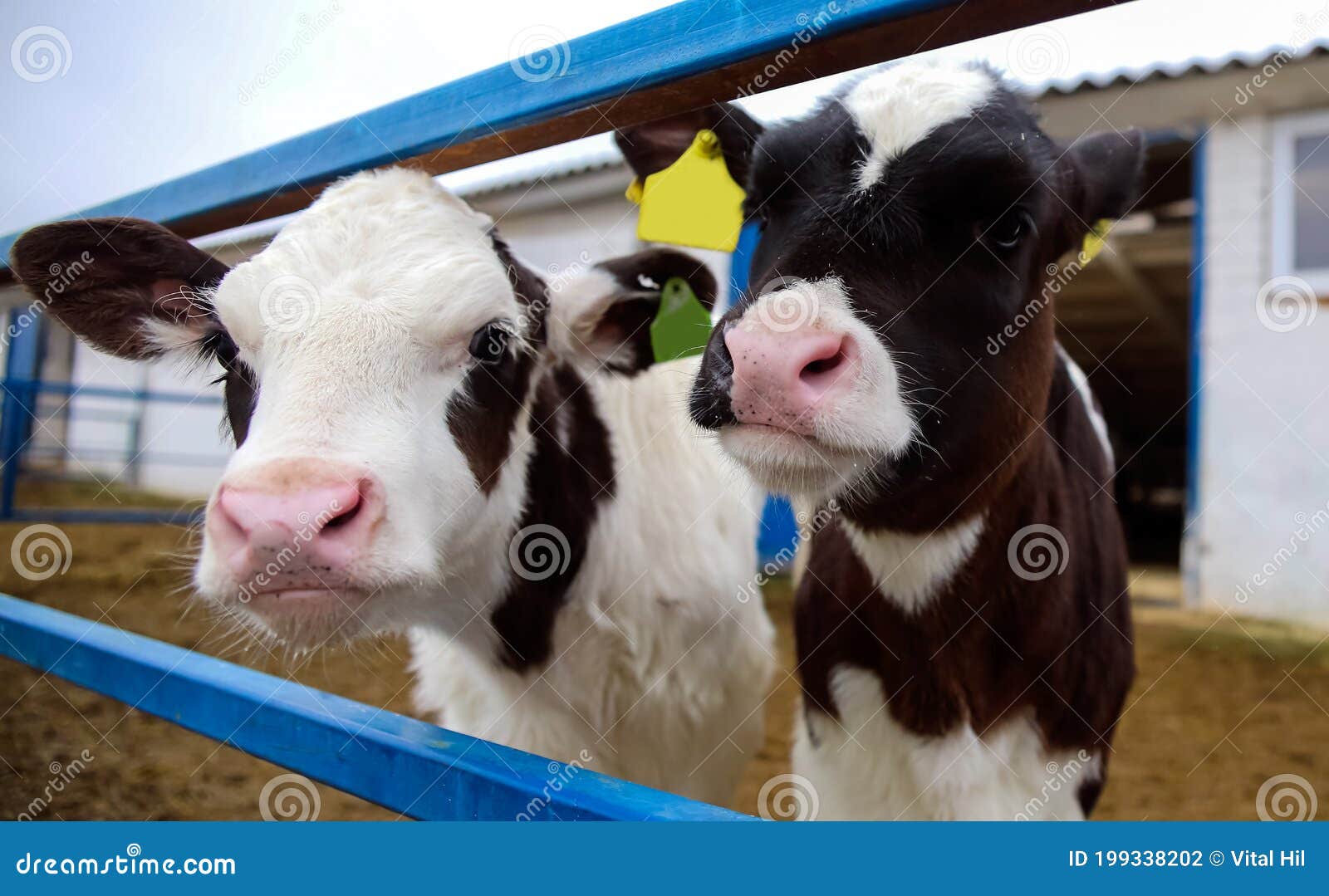 baby calves