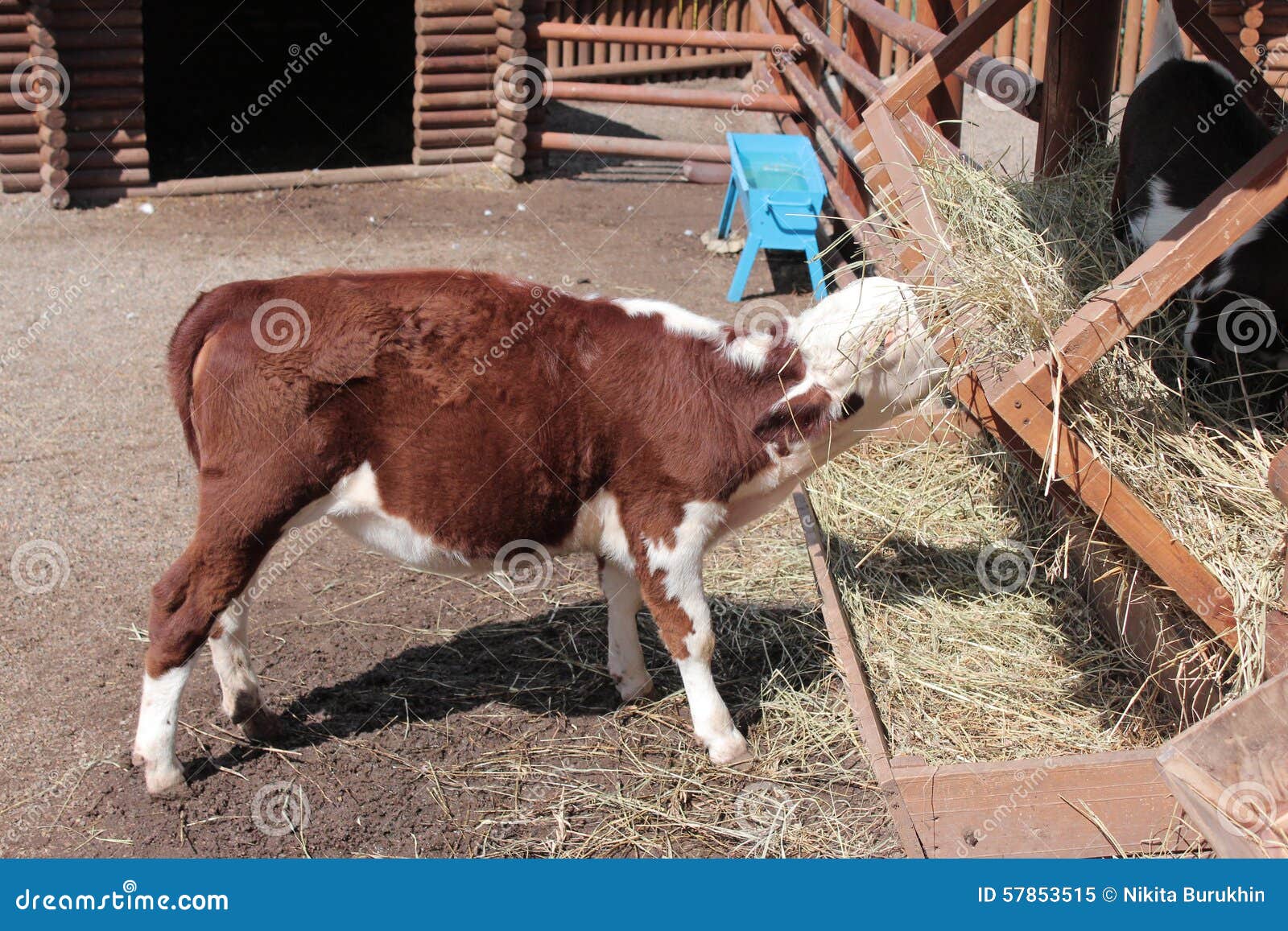 Calf eating hay stock image. Image of cattle, calf, farm 57853515