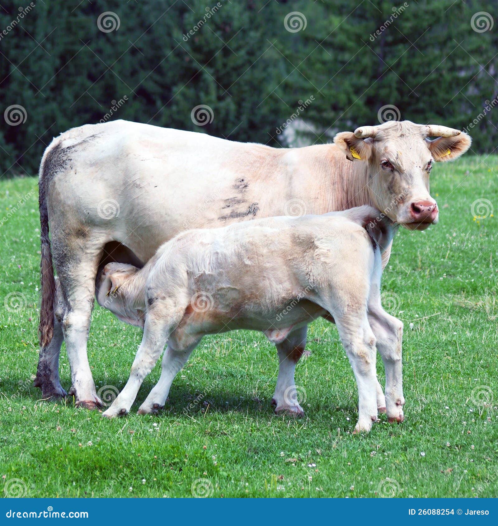 https://thumbs.dreamstime.com/z/calf-feeding-cow-26088254.jpg