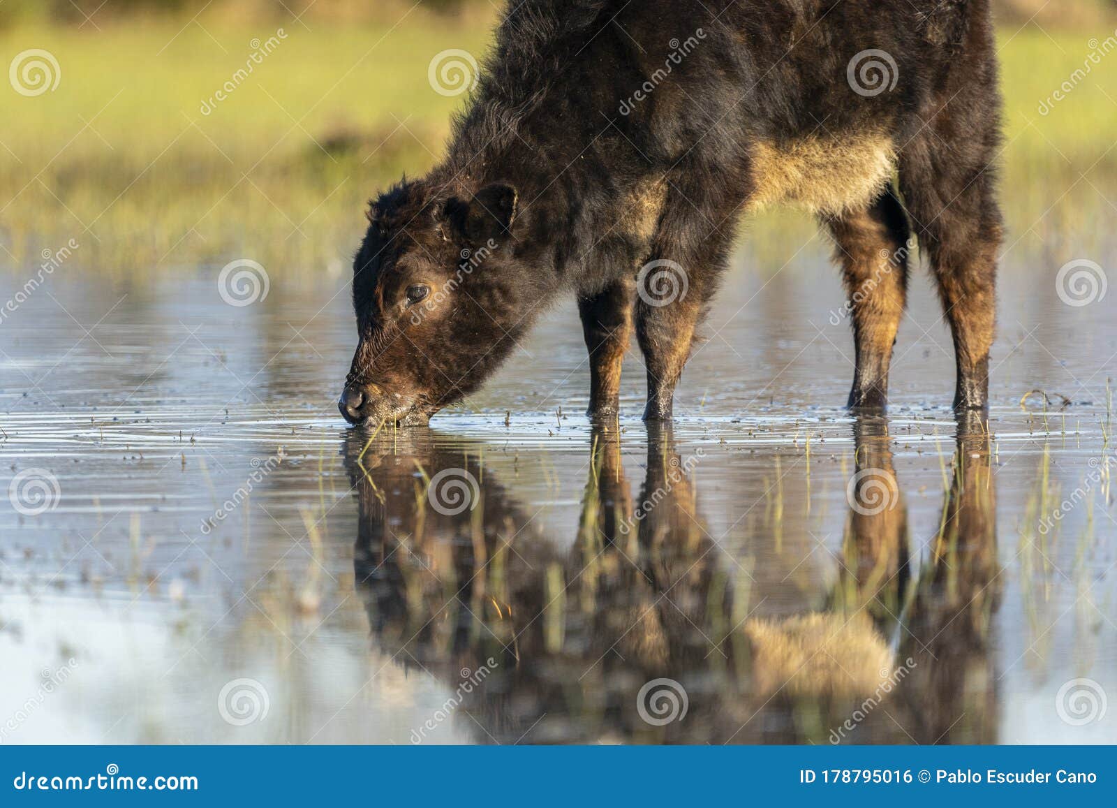 calf grazing in the marshes of the ampurdan