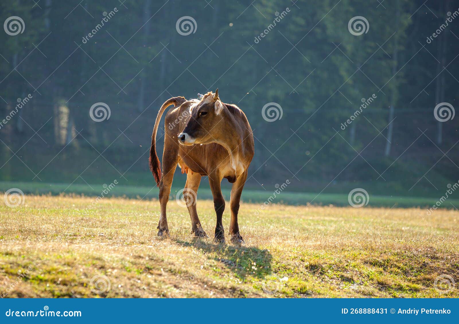 Calf Grazing in the Pasture Stock Image Image of grass, cows 268888431