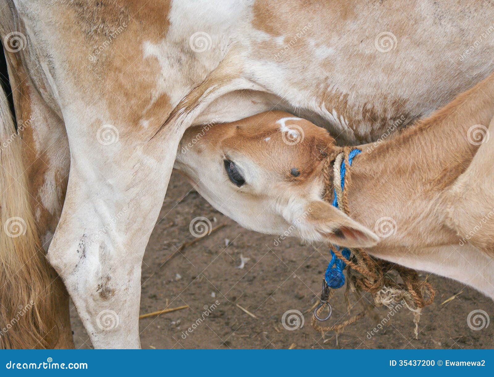 Calf Licking Milk Cow Stock Photo Image Of Licking Blue 35437200