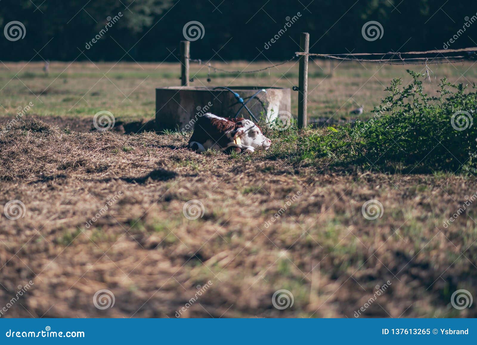 Calf lying down in meadow. stock image. Image of calf 137613265