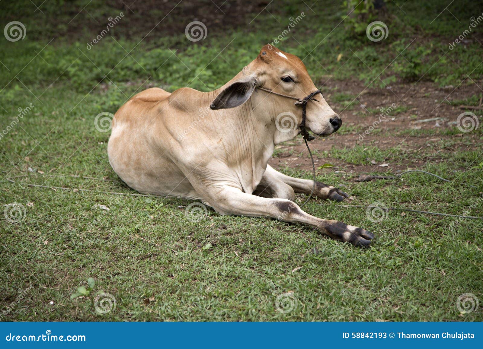 Calf lying on the grass stock image. Image of scene, rural 58842193