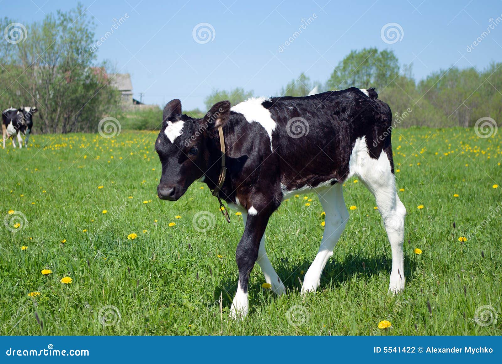 Calf in Pasture stock photo. Image of black, field, agriculture 5541422