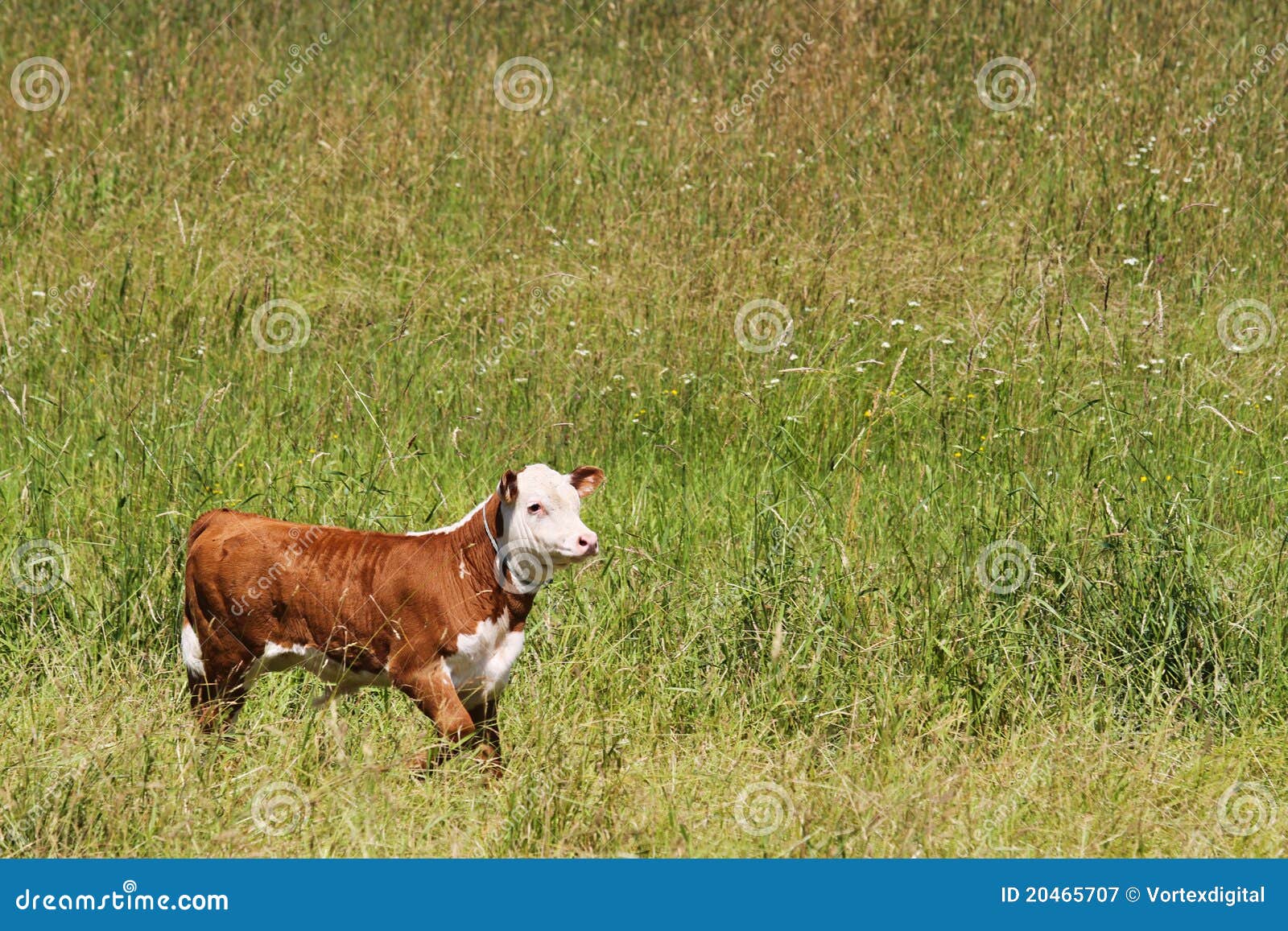 Calf running in a field stock image. Image of mammal 20465707