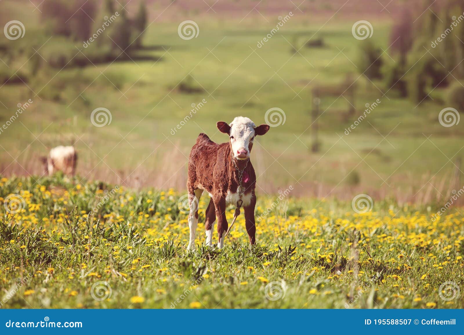 Calf standing stock image. Image of flowers, calf, animal 195588507