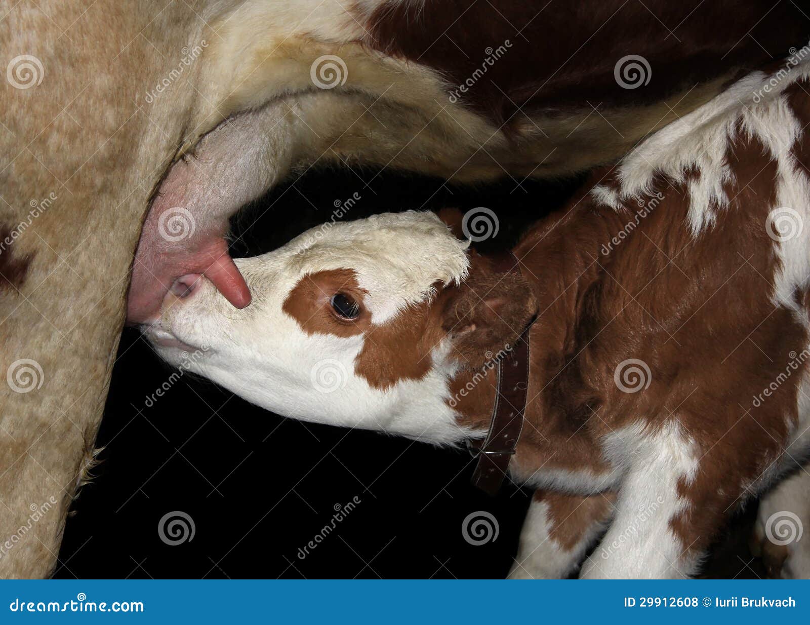 Mammals Suck Milk!