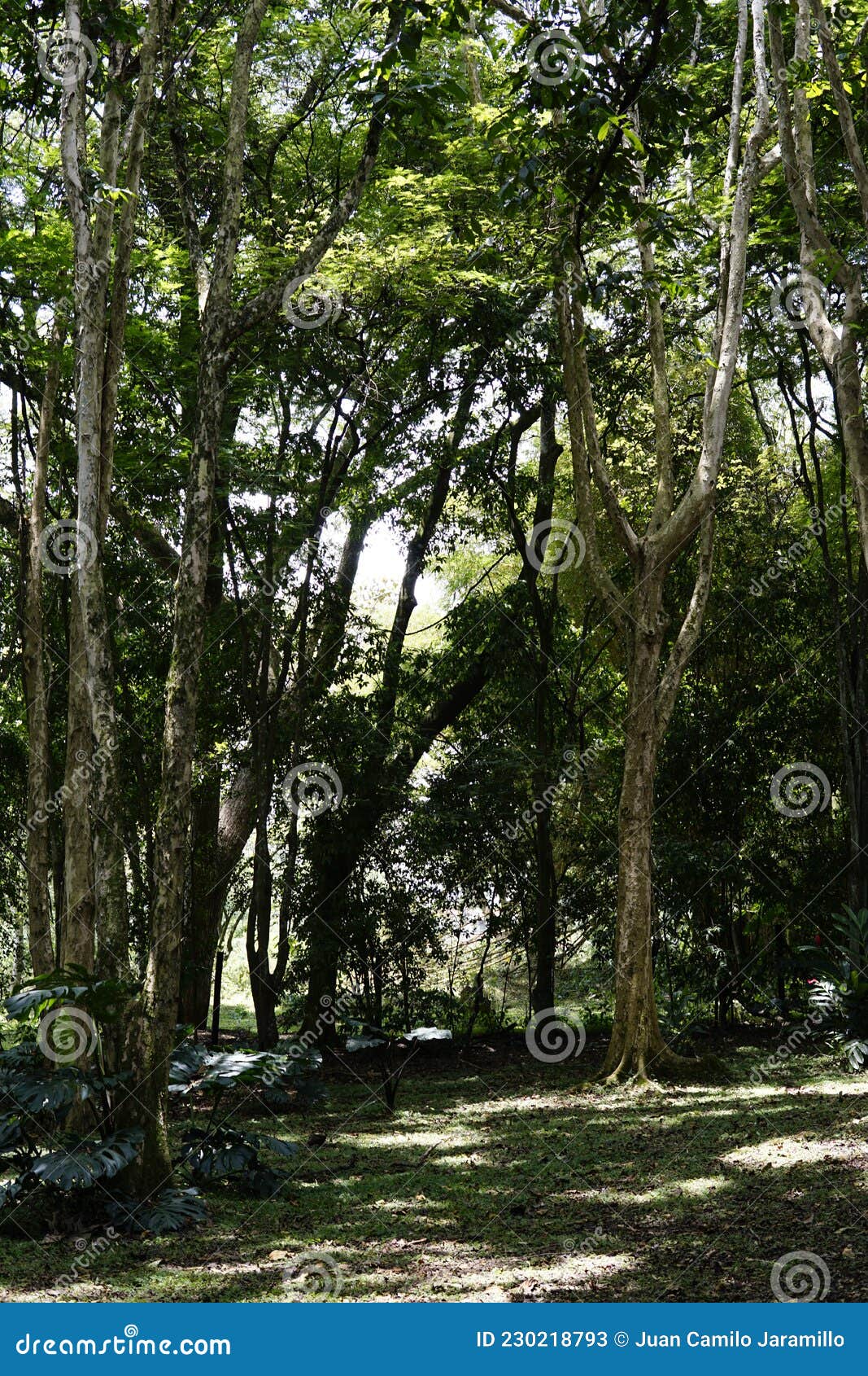 cali, colombia; september 19 2021: people visit the ecologic park las garzas in cali, colombia, with wild animals and different tr