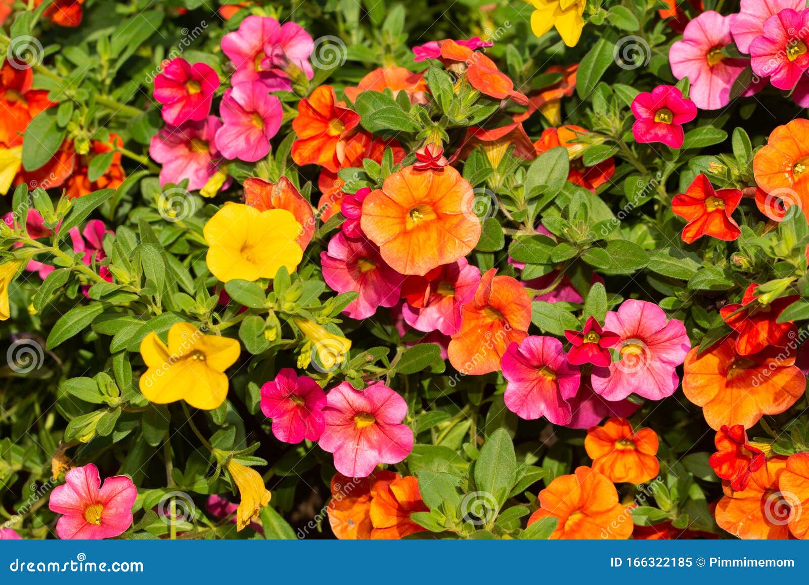 Calibrachoa Flowers in Orange, Pink and Yellow in Summer Sun 库存图片 图片