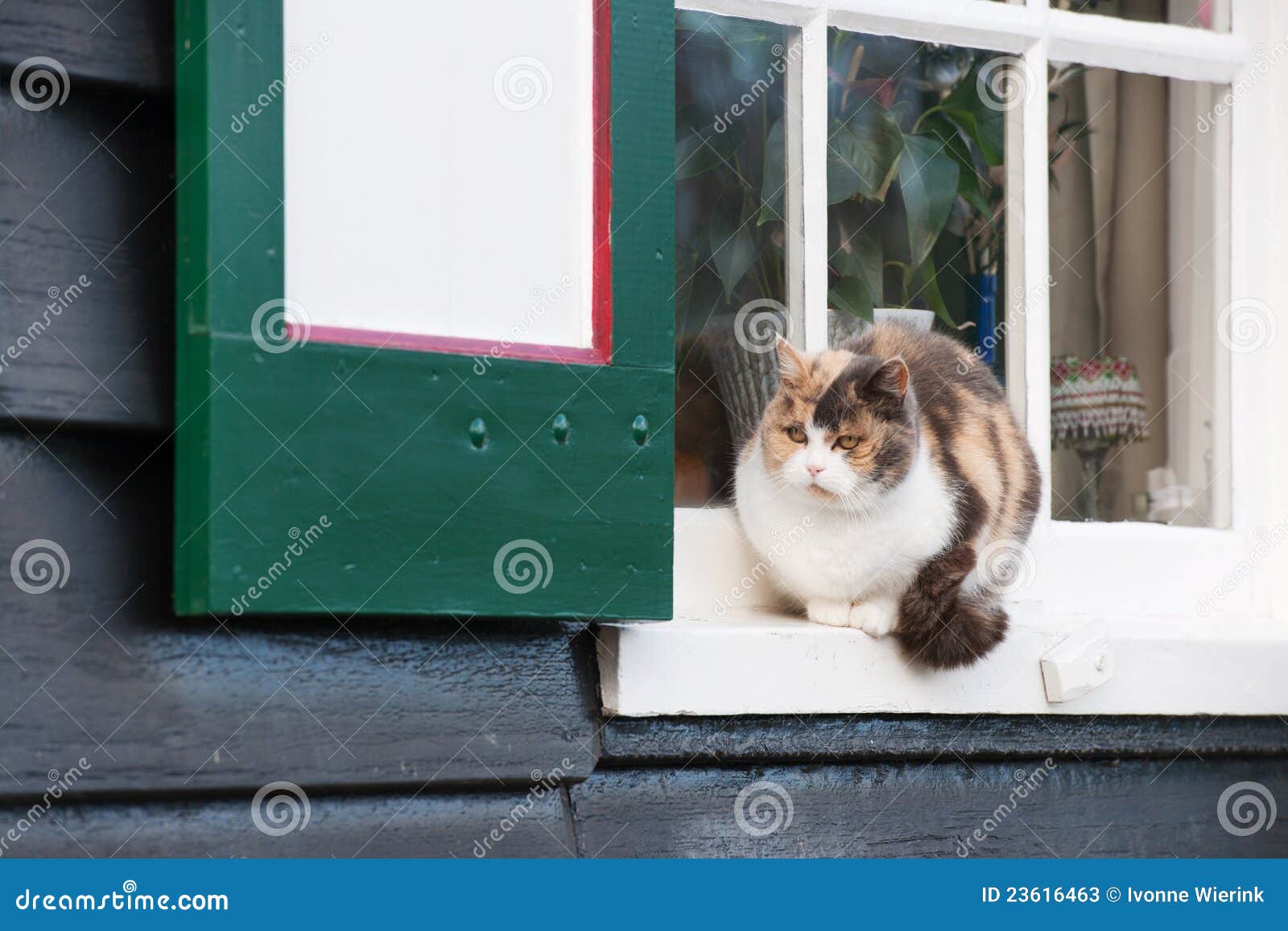 Calico cat in Dutch window stock image. Image of sitting 23616463