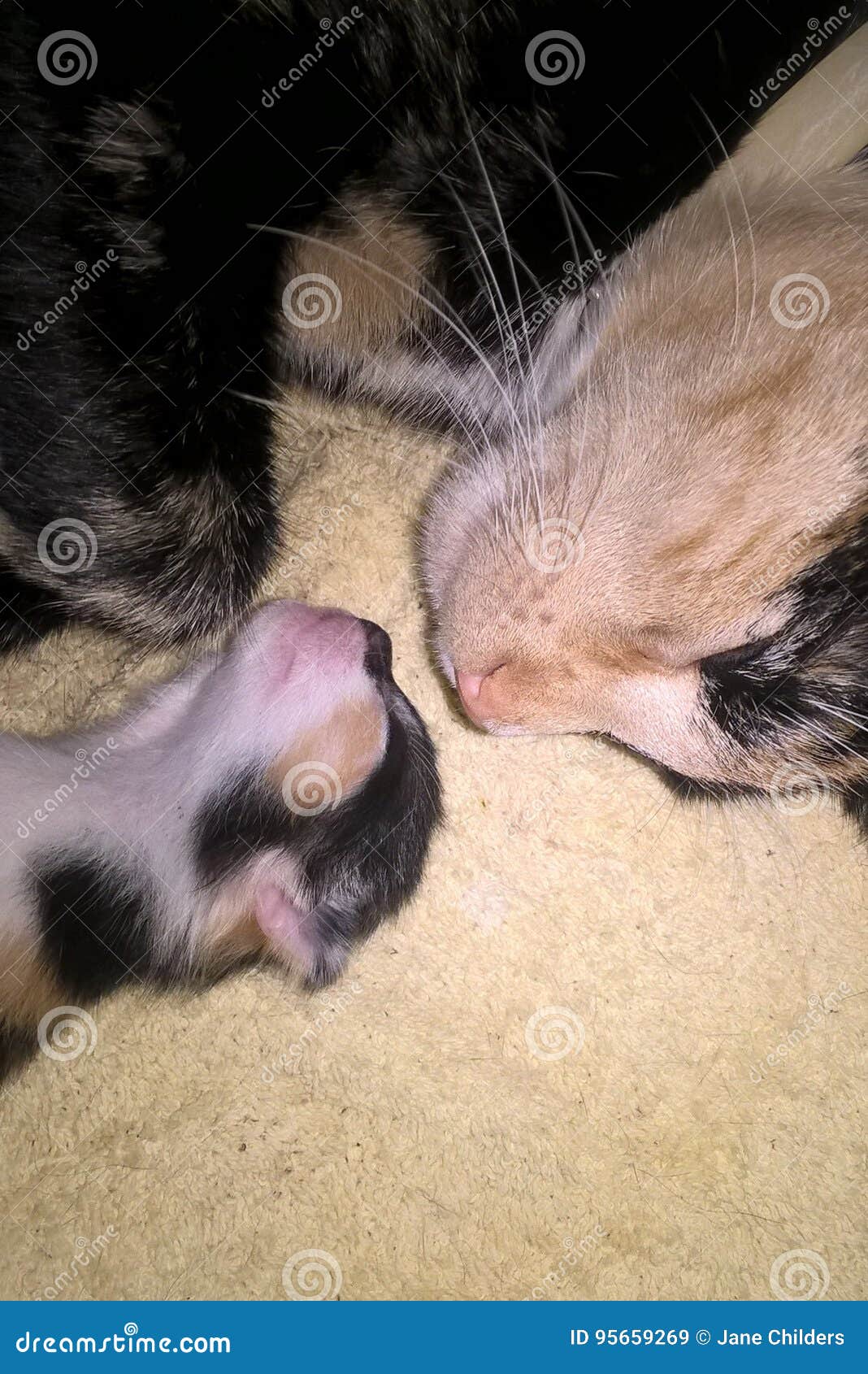 newborn calico kittens