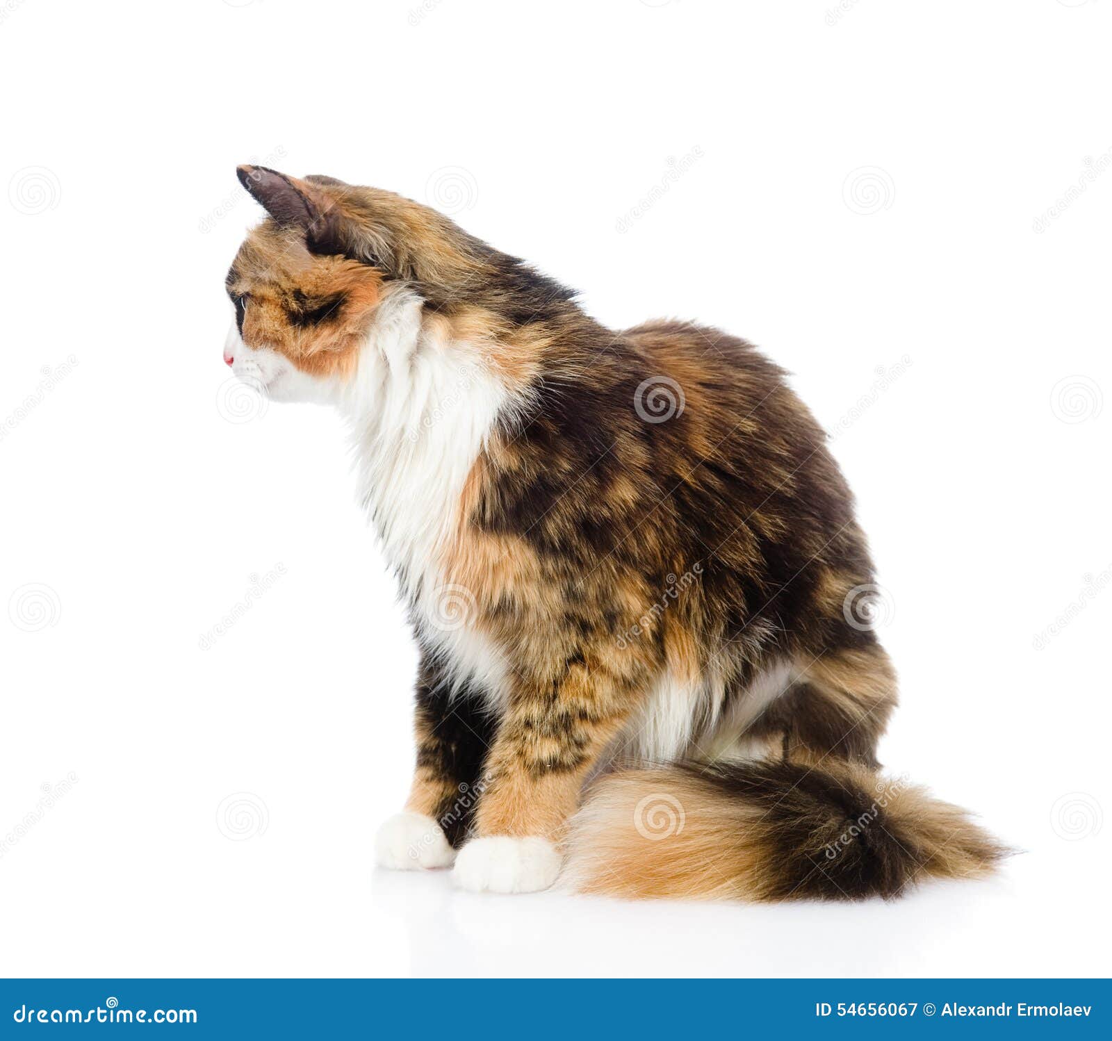 calico tabby cat white background