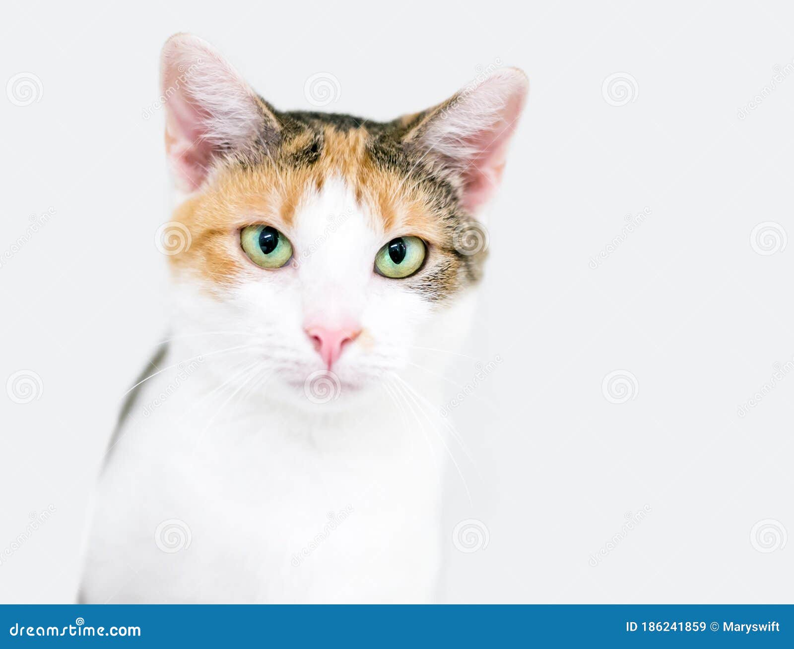 A Calico Domestic Shorthair Cat with Green Eyes Stock Image - Image of  contact, watching: 186241859