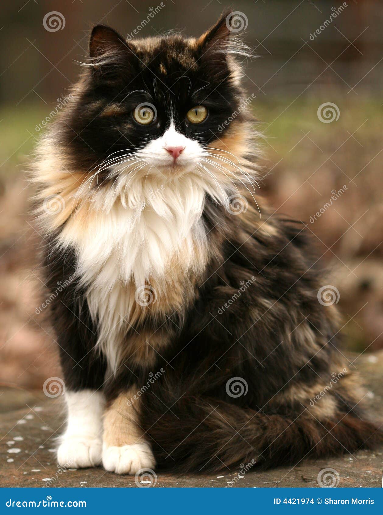 Calico Kitty stock photo. Image of female, colorful, calico - 4421974 Calico Kitty stock photo. Image of female, colorful, calico - 4421974