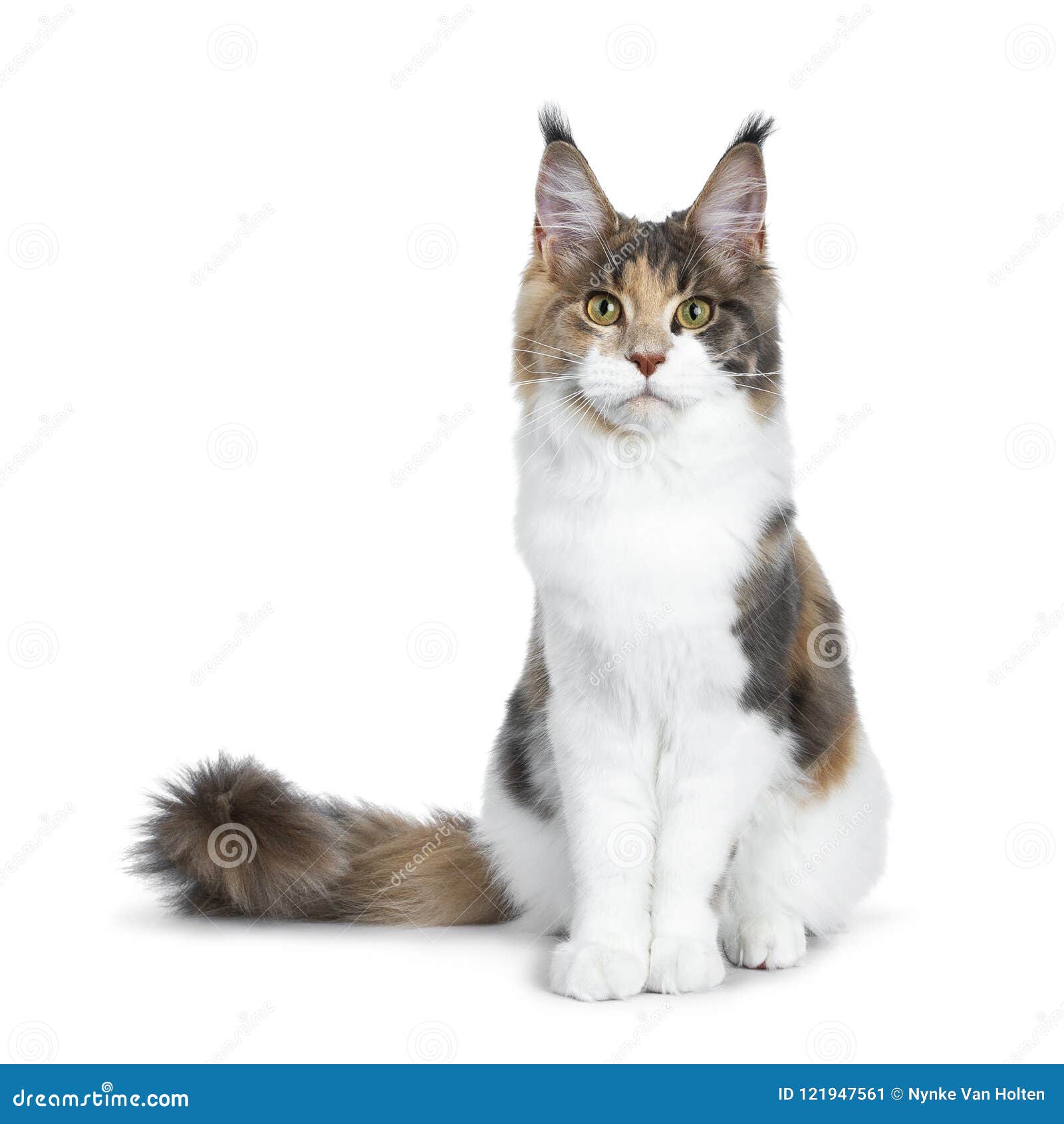Calico Maine Coon Cat With Long Whiskers Hungry Licking Lips Royalty ...