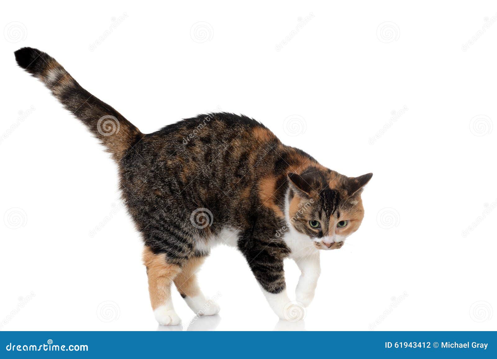 calico tabby mix calico tabby mix