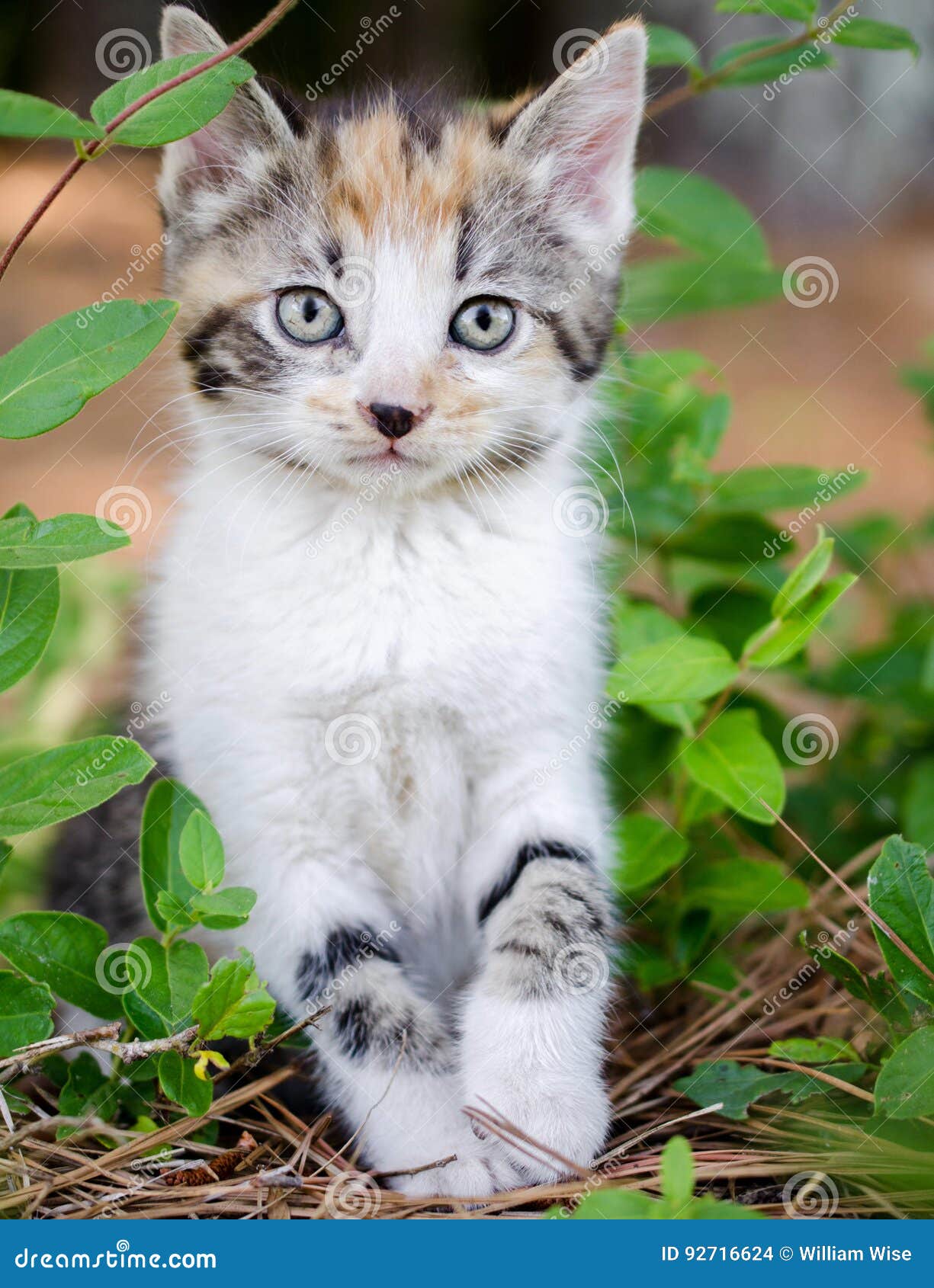 calico tabby kitten