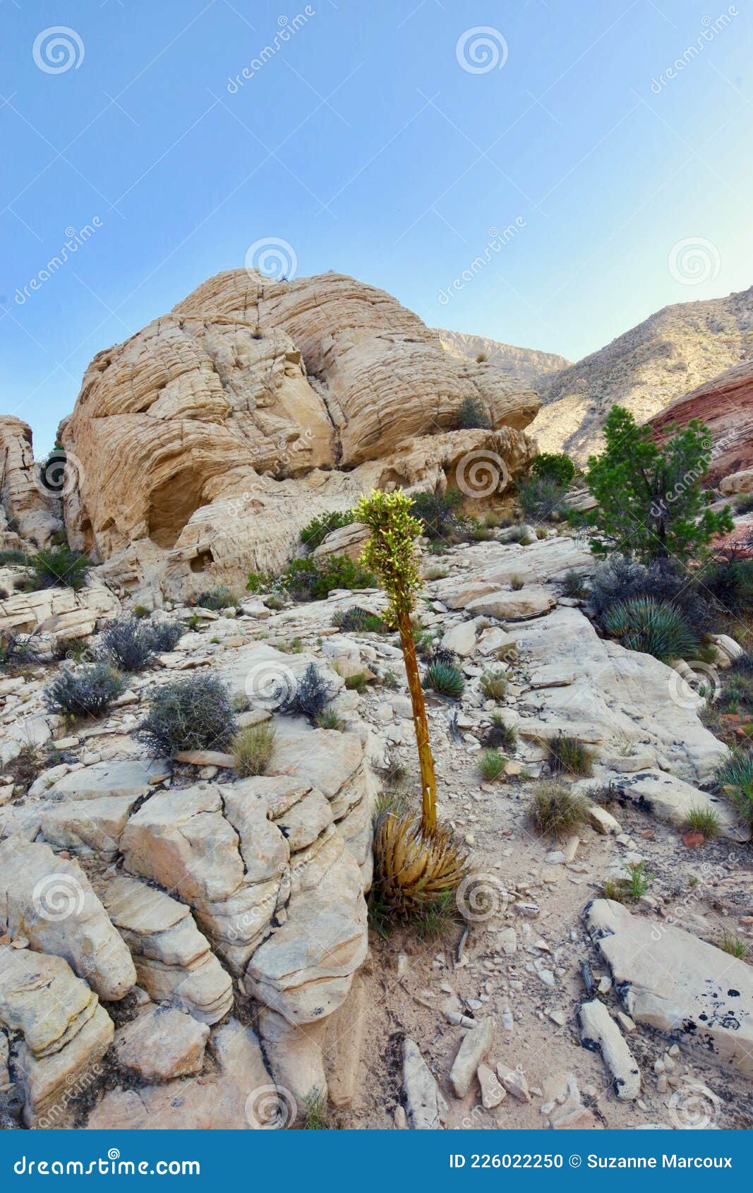 Calico Tanks, Red Rock Conservation Area, Southern Nevada, USA Stock ...