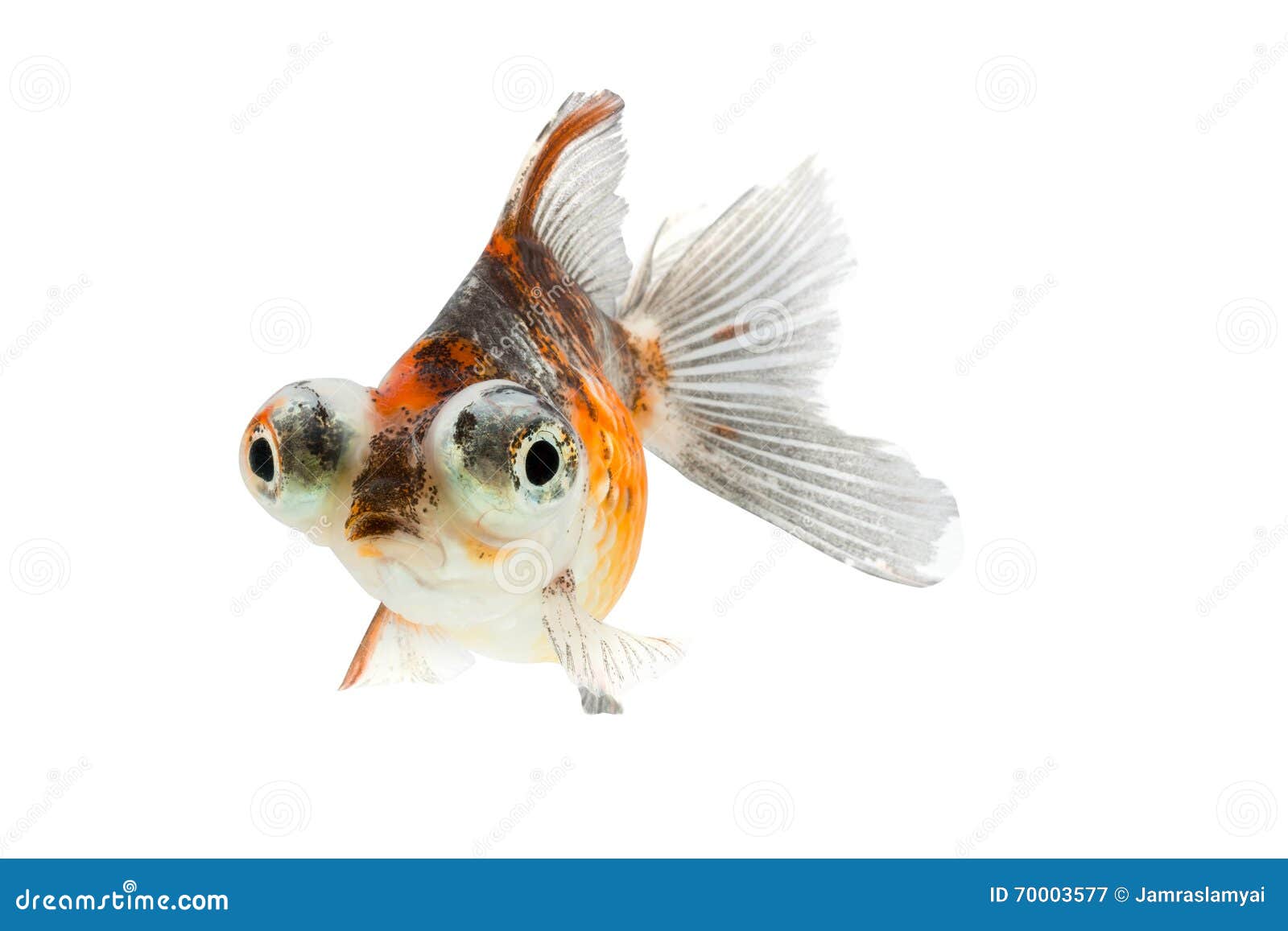 Benadrukken Lotsbestemming Martelaar Calico Telescoop-Ogen Goudvis Stock Afbeelding - Image of motie, aquarium: 70003577 Benadrukken Lotsbestemming Martelaar Calico Telescoop-Ogen Goudvis Stock Afbeelding - Image of motie, aquarium: 70003577