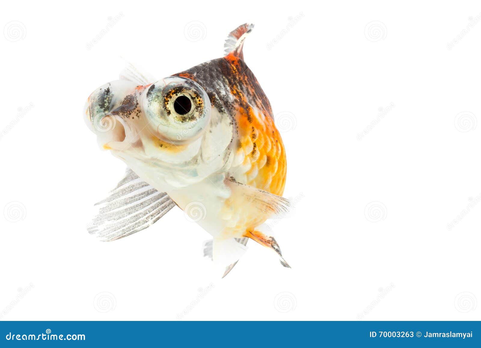 Calico Telescopeeyes Goldfish Stock Image Image of isolated, nature 70003263