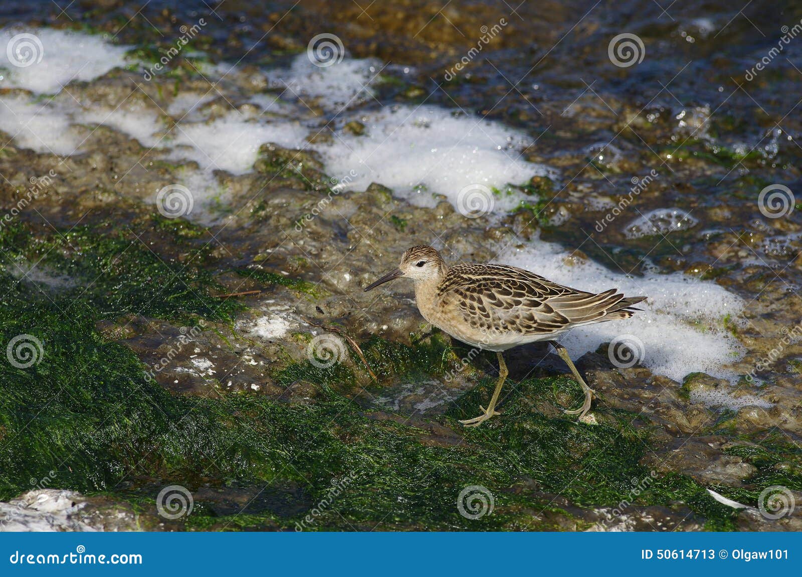 calidris alpina